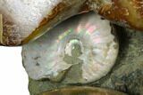Tall, Composite Ammonite Fossil Display - Madagascar #175820-4